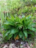 Rumex lapponicus