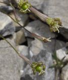 Silene subspecies dionysii