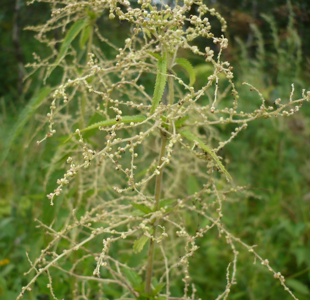 Изображение особи Urtica galeopsifolia.