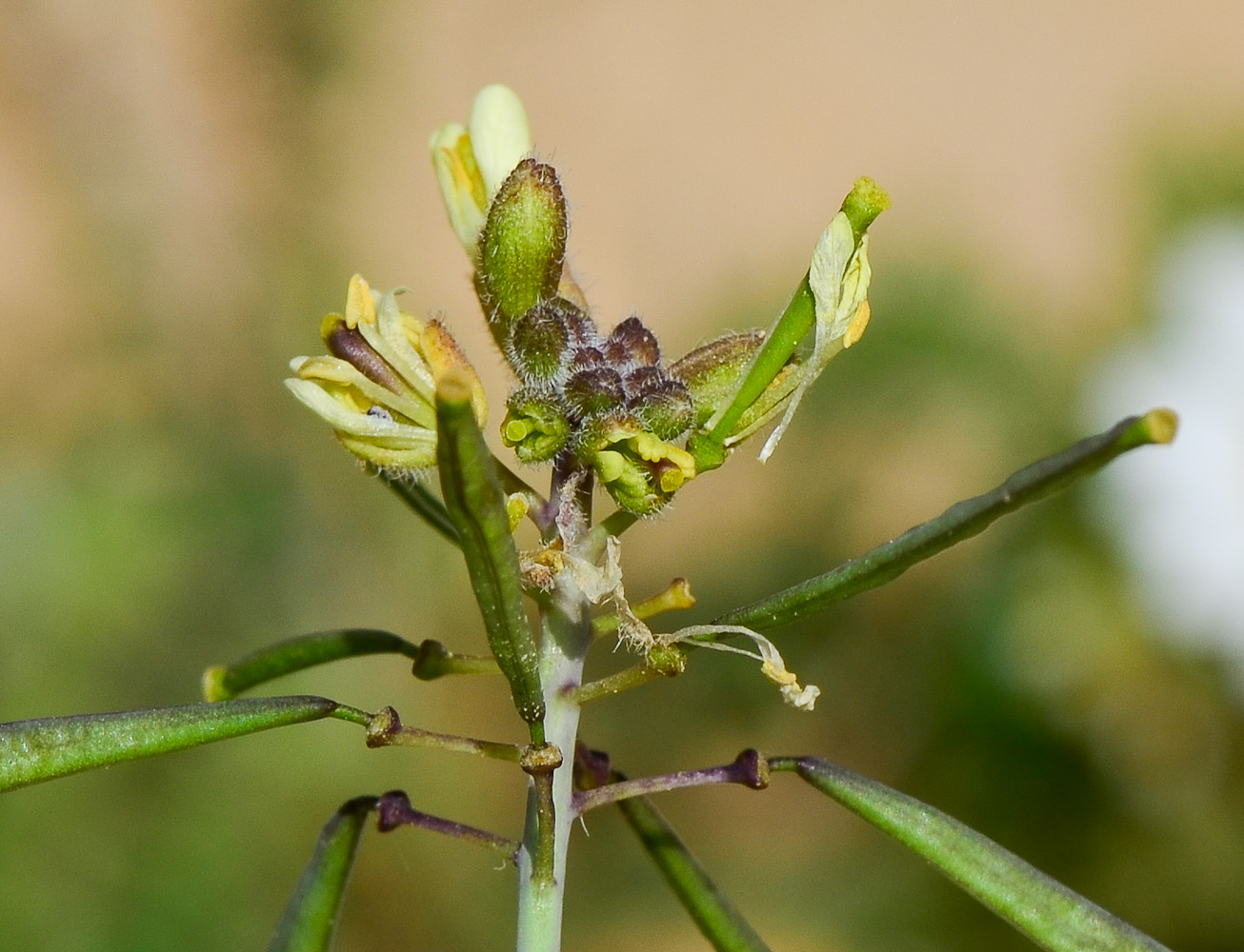 Image of Diplotaxis harra specimen.