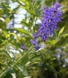 Veronica longifolia. Верхняя часть бокового побега с соцветием. Германия, г. Дюссельдорф, Ботанический сад университета. 03.07.2014.