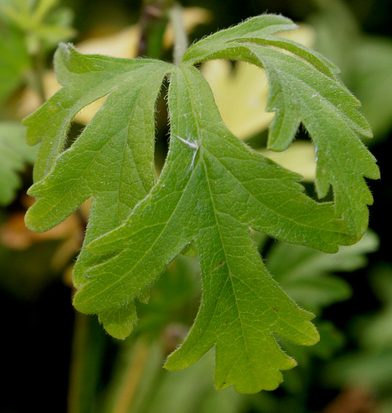 Image of Malva moschata specimen.