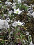 Minuartia hirsuta