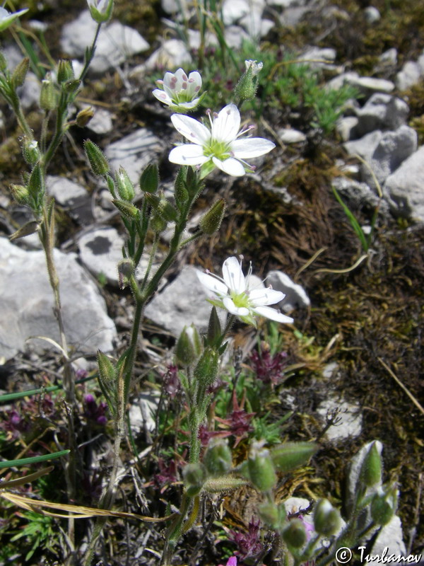 Image of Minuartia hirsuta specimen.