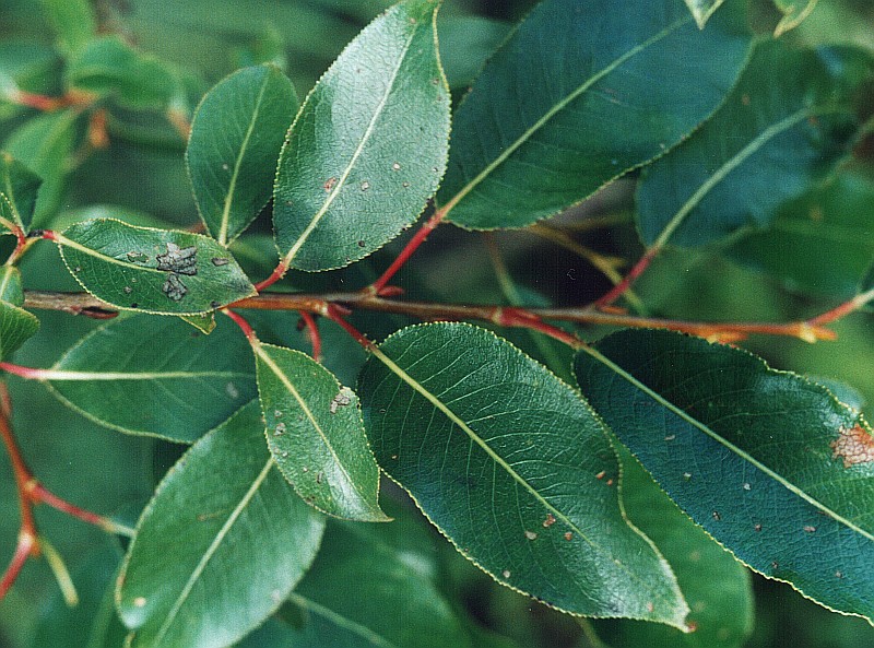 Изображение особи Salix pentandra.