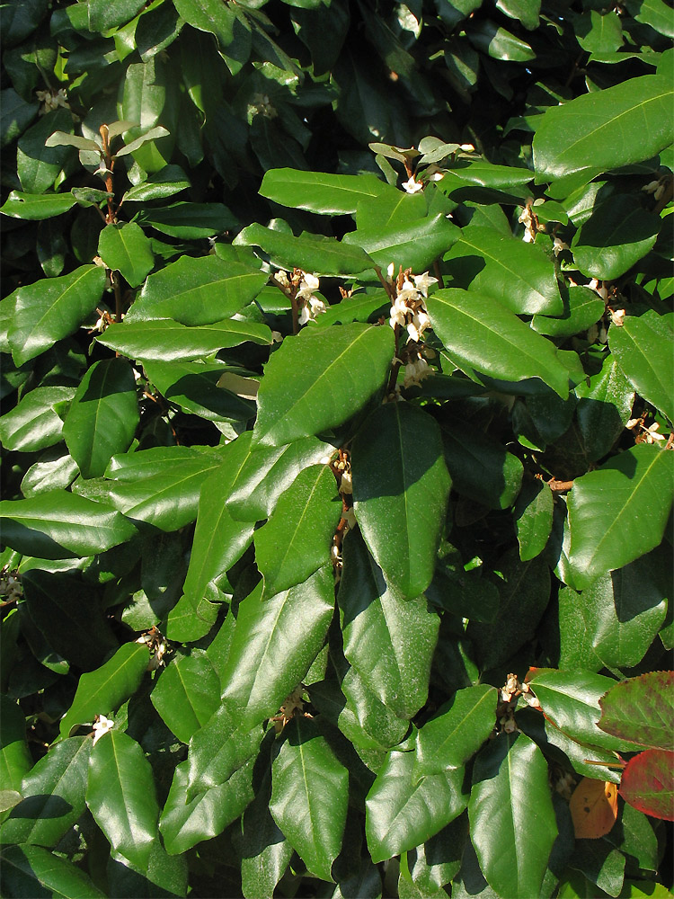 Image of Elaeagnus &times; submacrophylla specimen.