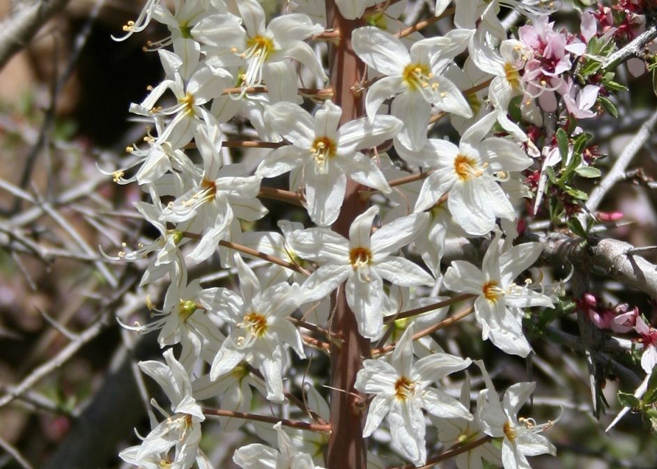 Image of Eremurus lactiflorus specimen.