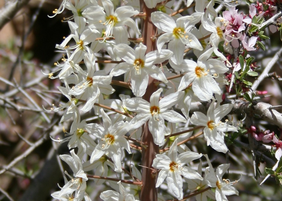 Изображение особи Eremurus lactiflorus.