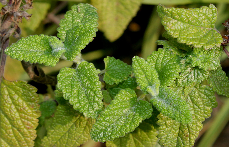 Изображение особи Teucrium hircanicum.