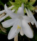 Hosta plantaginea variety japonica. Цветок. Германия, г. Крефельд, Ботанический сад. 06.09.2014.