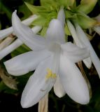 Hosta plantaginea разновидность japonica. Цветок. Германия, г. Крефельд, Ботанический сад. 06.09.2014.