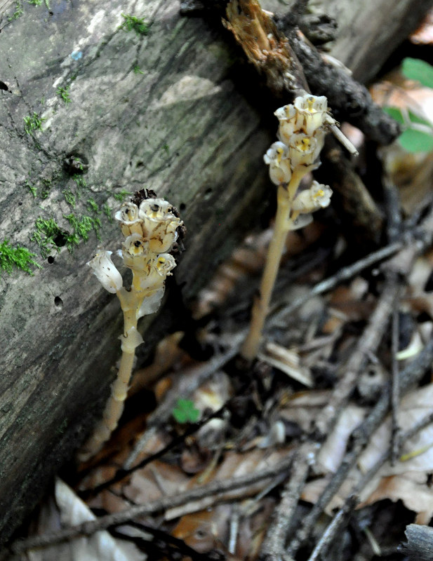 Изображение особи Hypopitys monotropa.