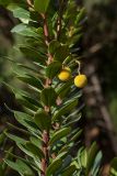 Arbutus unedo