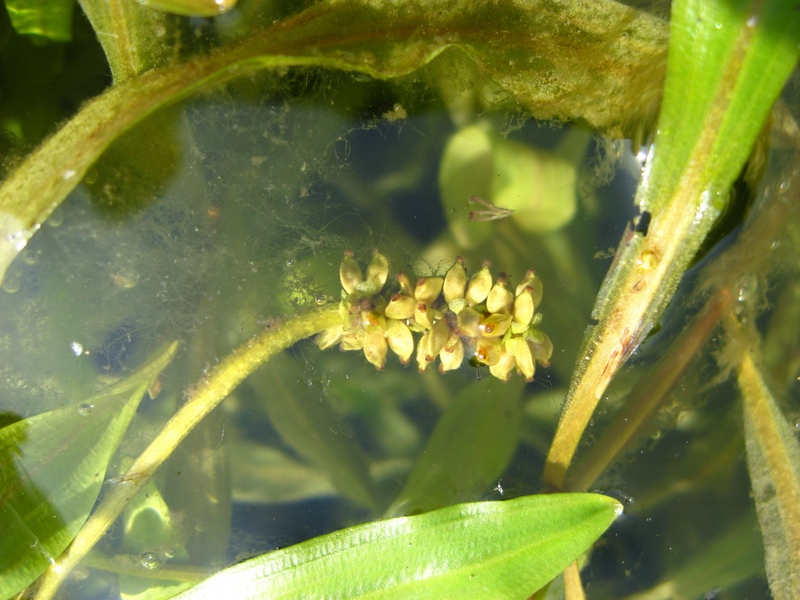 Image of Potamogeton alpinus specimen.