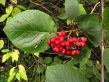 Viburnum lantana