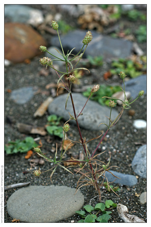 Image of Plantago arenaria ssp. orientalis specimen.
