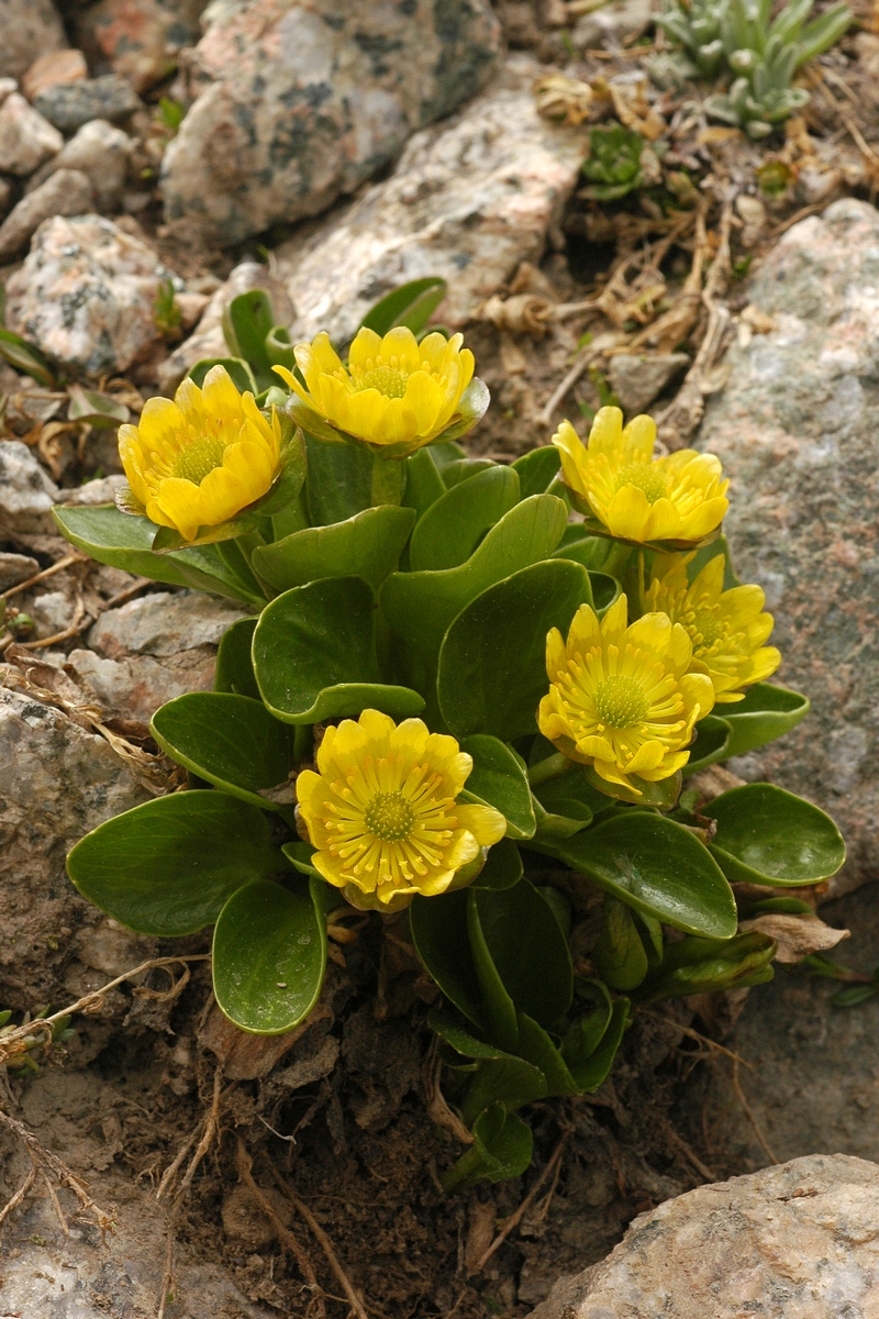 Image of Oxygraphis glacialis specimen.