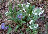 Pulmonaria mollis. Цветущее растение (форма с типичными и белыми цветками). Новосибирская обл., Тогучинский район, заболоченные мозаичные берёзово-осиновые леса - согры. 17.05.2008.