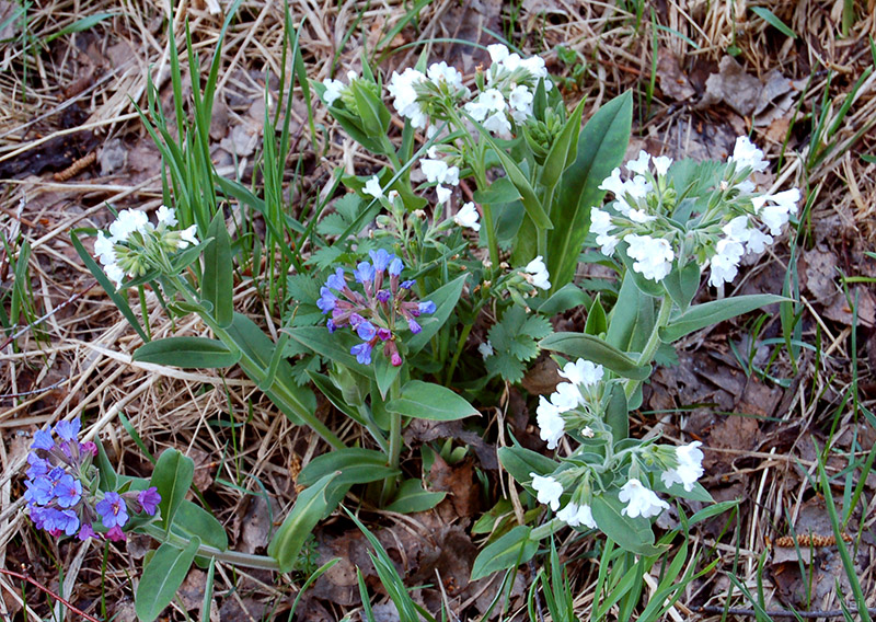 Image of Pulmonaria mollis specimen.