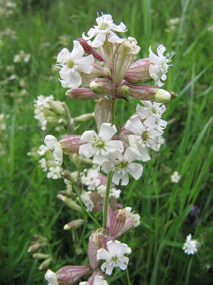 Изображение особи Silene amoena.