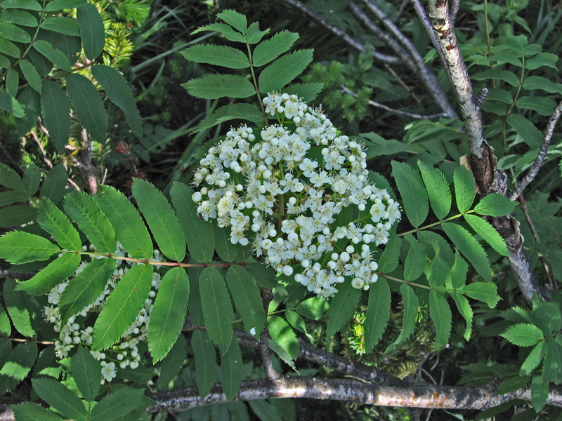 Изображение особи Sorbus sibirica.