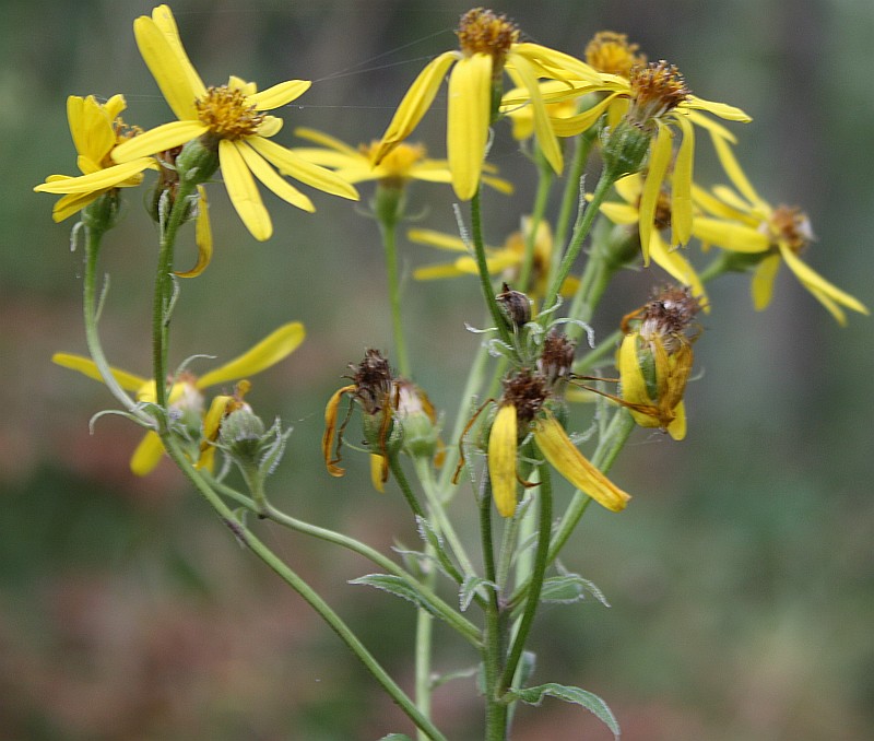 Image of Senecio nemorensis specimen.