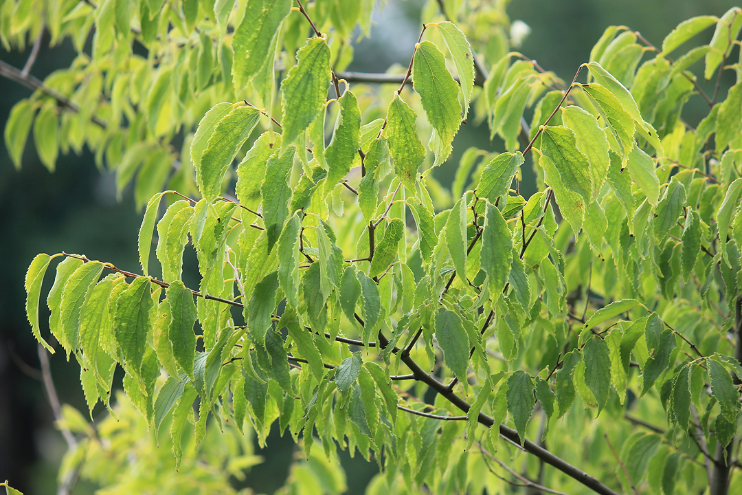 Изображение особи Celtis australis.