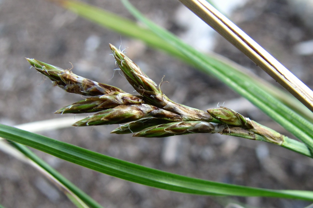 Изображение особи Carex leporina.