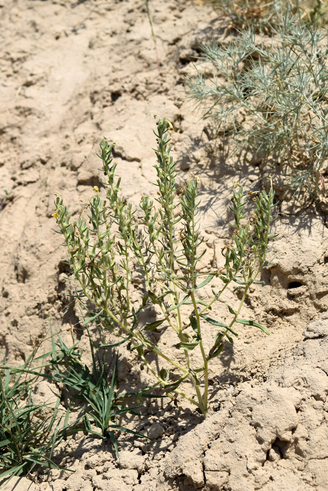 Изображение особи Arnebia coerulea.