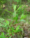 Salix myrsinifolia. Верхушка ветви; верхушки некоторых листьев поражённые. Окр. Архангельска, рудеральное место. 31.05.2015.