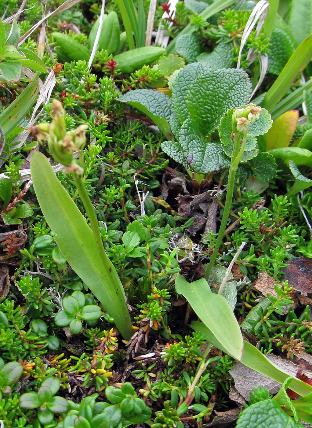 Изображение особи Platanthera oligantha.