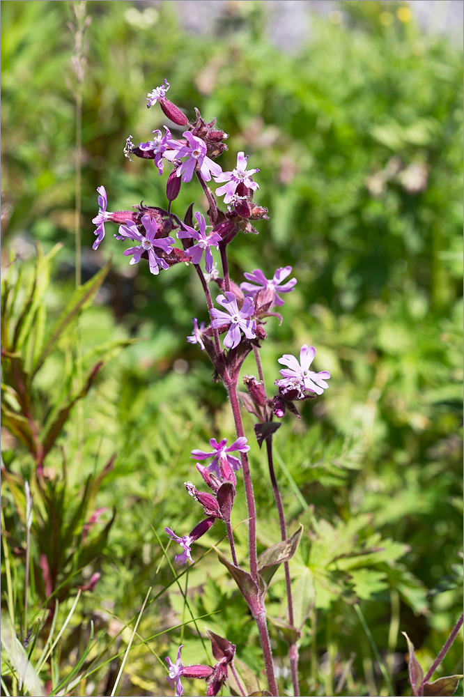 Image of Melandrium dioicum specimen.