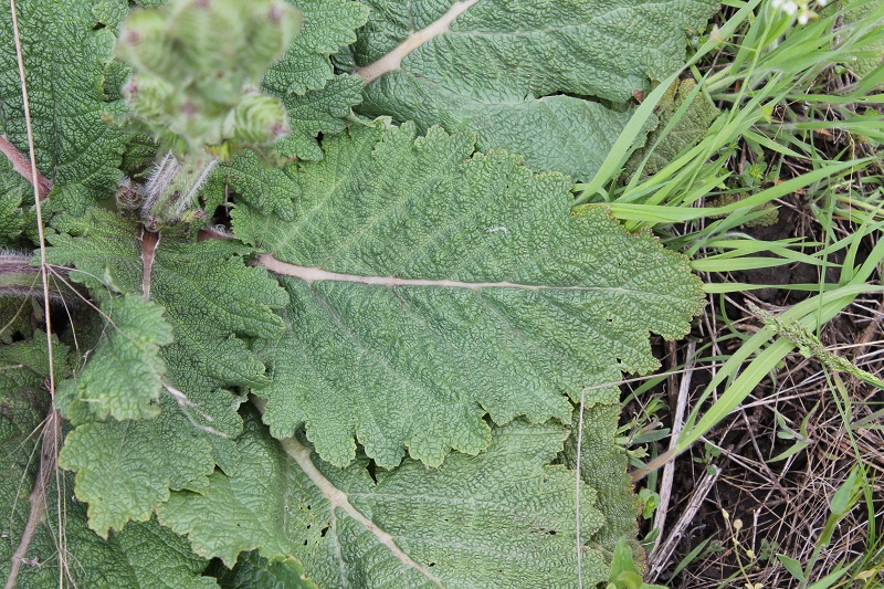 Image of Salvia revelata specimen.