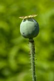 Papaver somniferum. Верхушка побега с плодом. Ленинградская обл., Ломоносовский р-н, пос. Дубки, одичавшее на дачном участке. 12.07.2014.