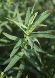Euphorbia semivillosa. Верхушка бокового вегетативного побега. Белгородская обл., окр. пос. Борисовка, Острасьев яр. 30.06.2009.