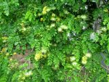 Albizia lebbeck. Нижняя часть кроны цветущего растения. Австралия, г. Брисбен, парк. 10.11.2015.