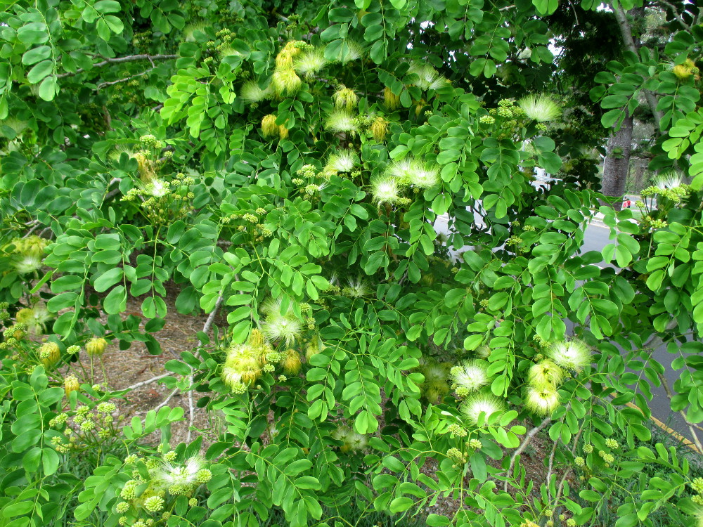 Изображение особи Albizia lebbeck.