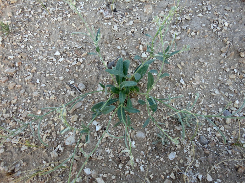 Image of genus Strigosella specimen.