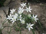 Ornithogalum kochii