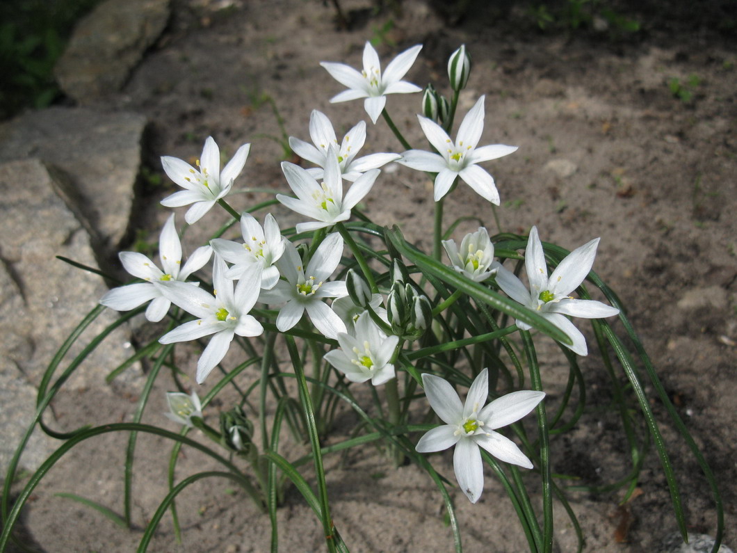 Изображение особи Ornithogalum kochii.