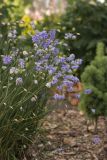 Allium sikkimense