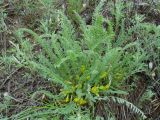 Astragalus buchtormensis