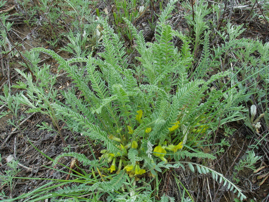 Изображение особи Astragalus buchtormensis.