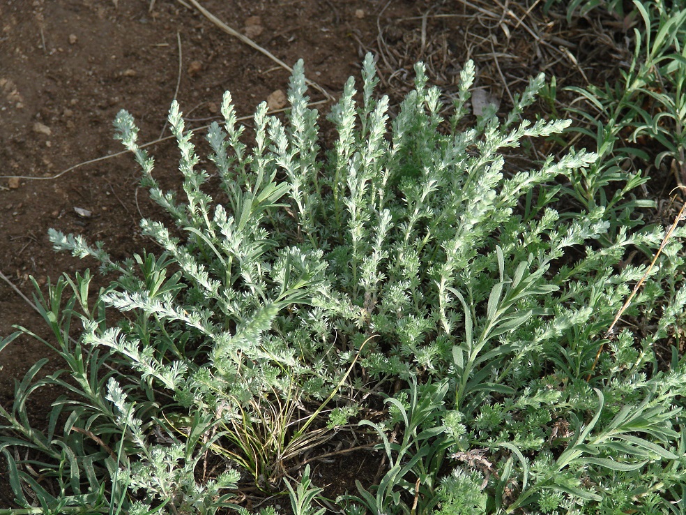 Image of genus Artemisia specimen.