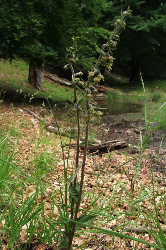 Image of Epipactis microphylla specimen.