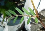 Vicia angustifolia