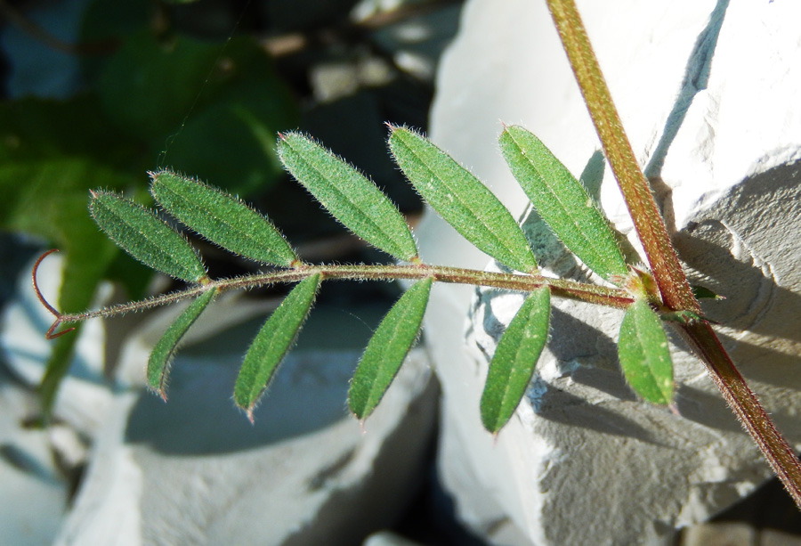 Image of Vicia angustifolia specimen.