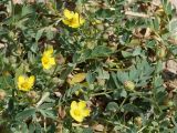 Potentilla orientalis. Часть цветущего и плодоносящего растения. Кыргызстан, Нарынская обл., правый берег р. Нарын, окр. с. Чет-Нура. 14.06.2015.