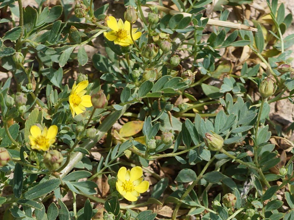 Image of Potentilla orientalis specimen.