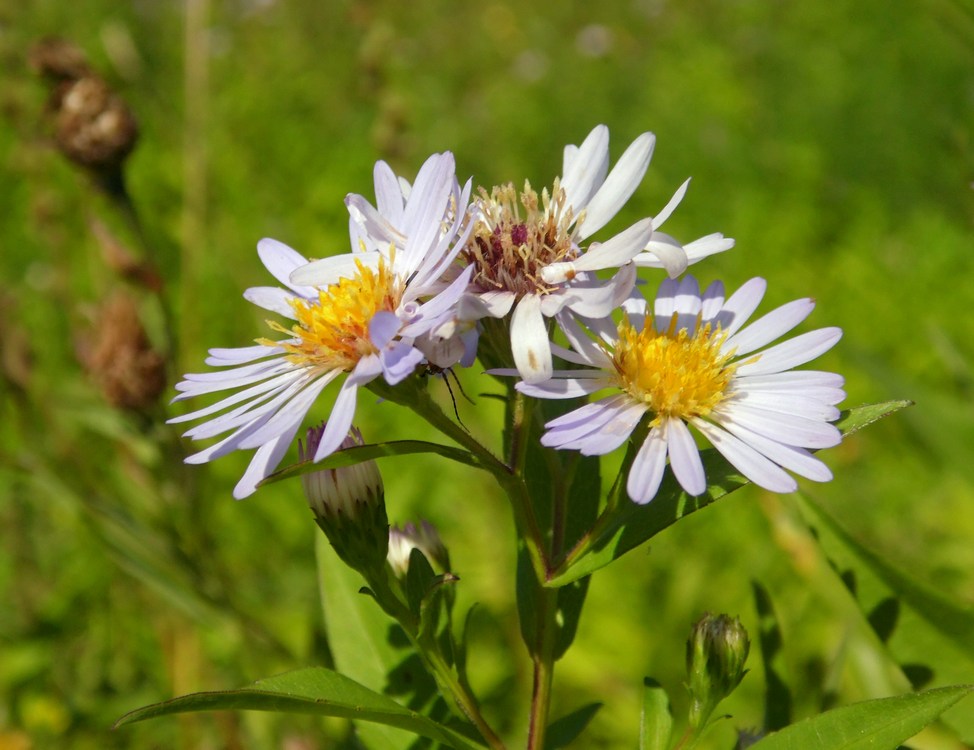 Image of Symphyotrichum &times; salignum specimen.